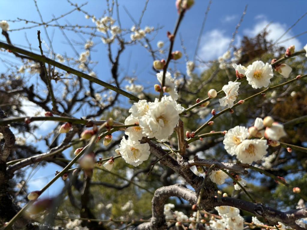 3月も半月が経ちました