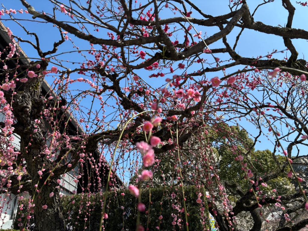 3月も半月が経ちました