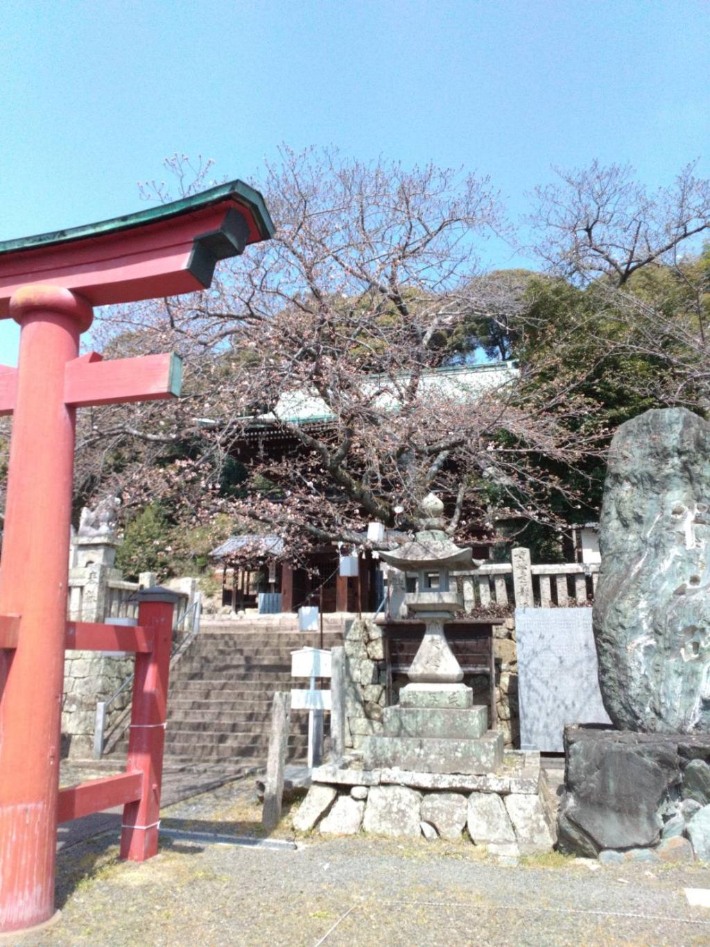 まもなく満開