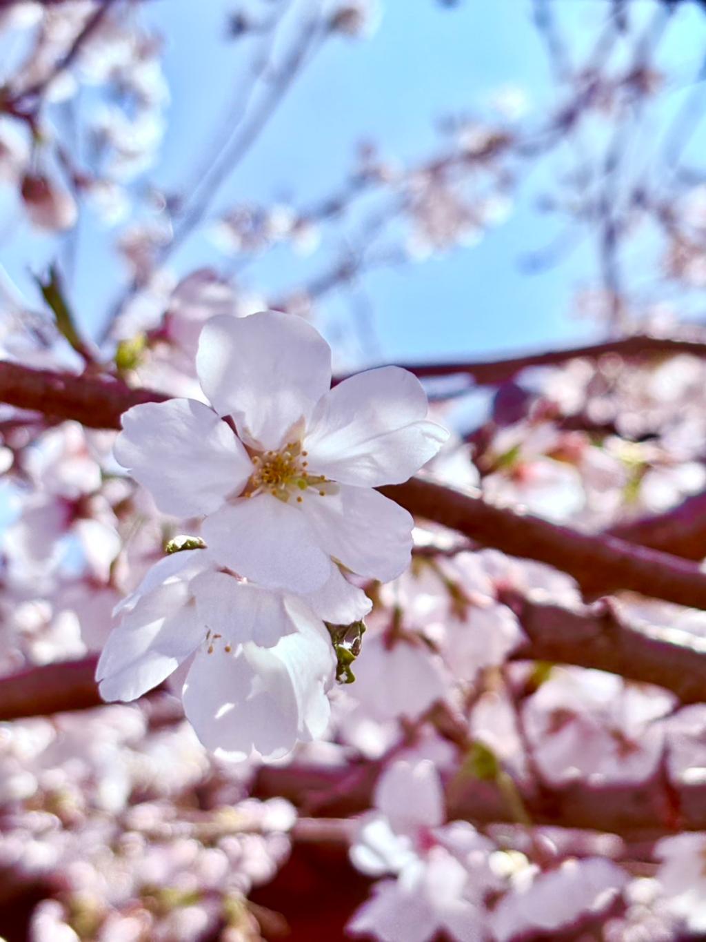 今日から4月です