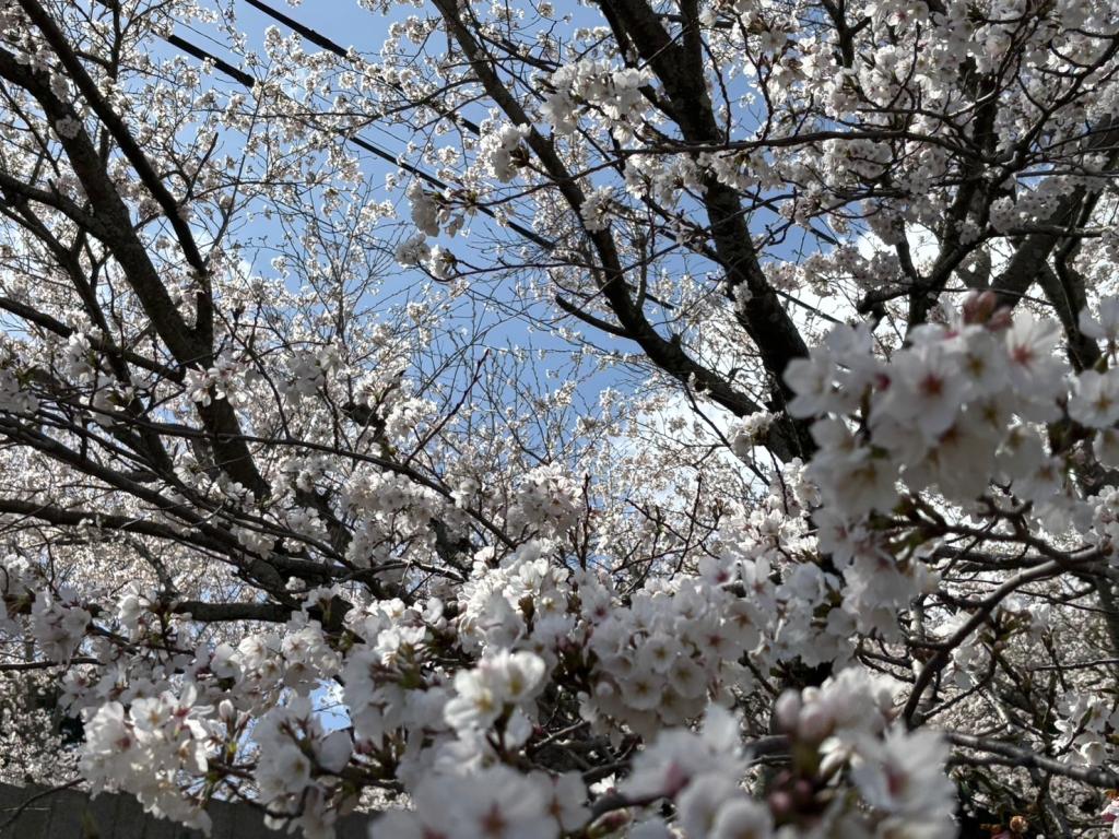 今日から4月です
