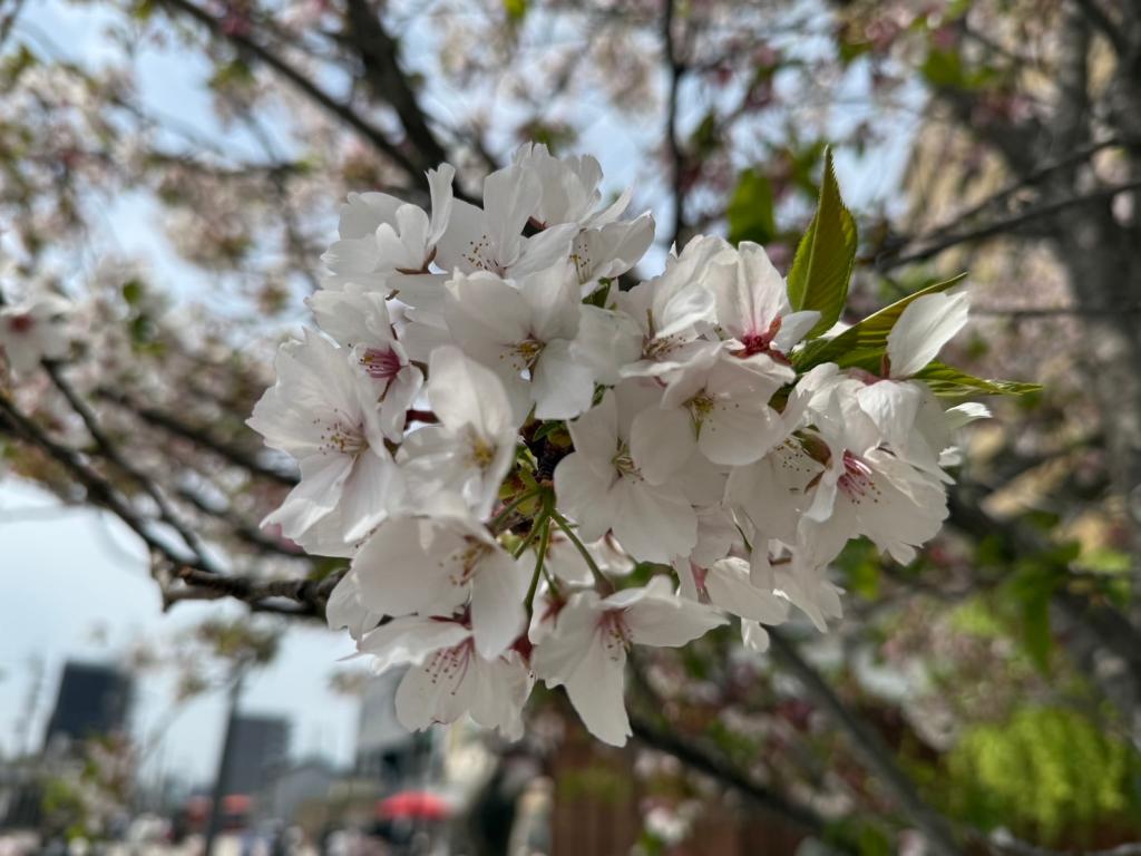 4月も半月が経ちました