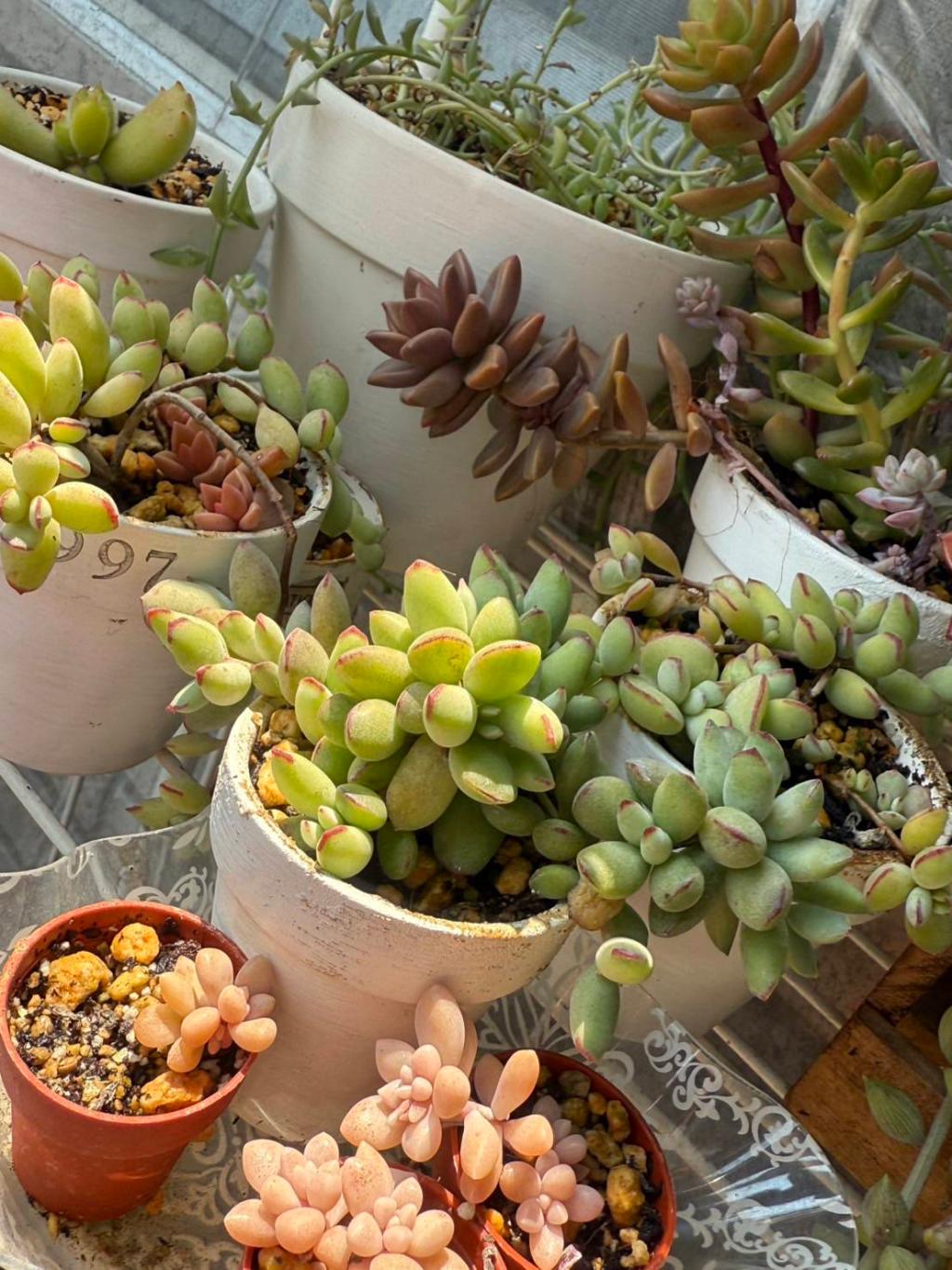 お気に入りの🌱