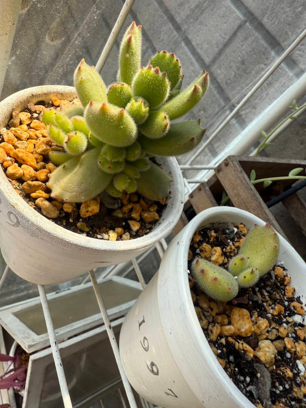 お気に入りの🌱