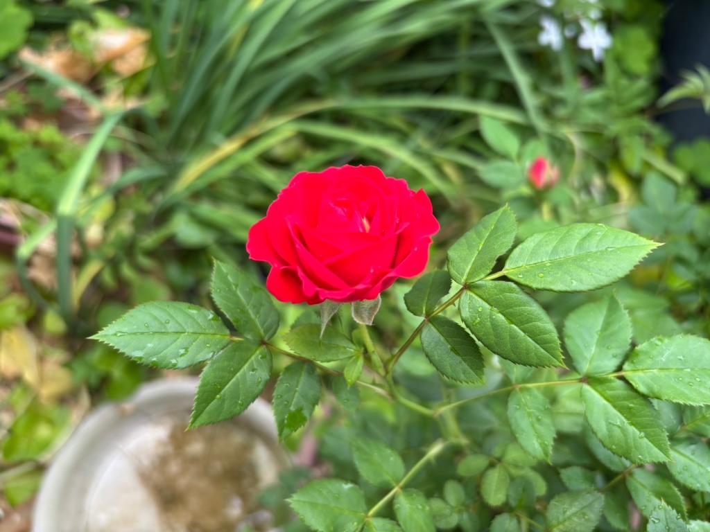 今日から６月です