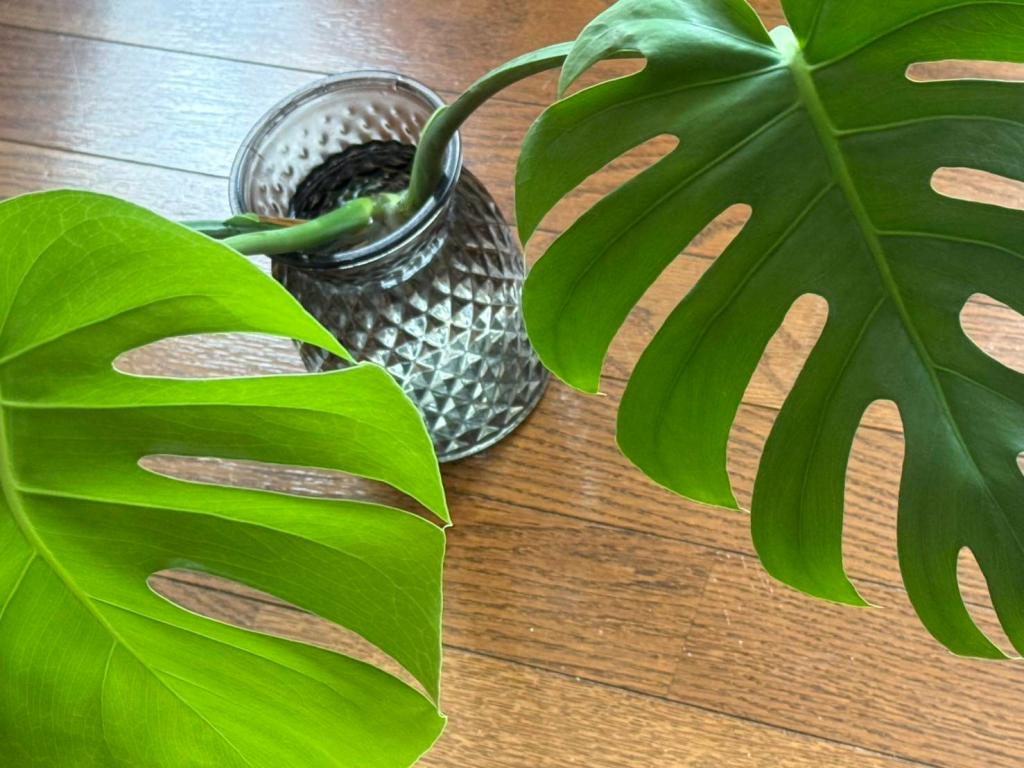 モンステラ🌿