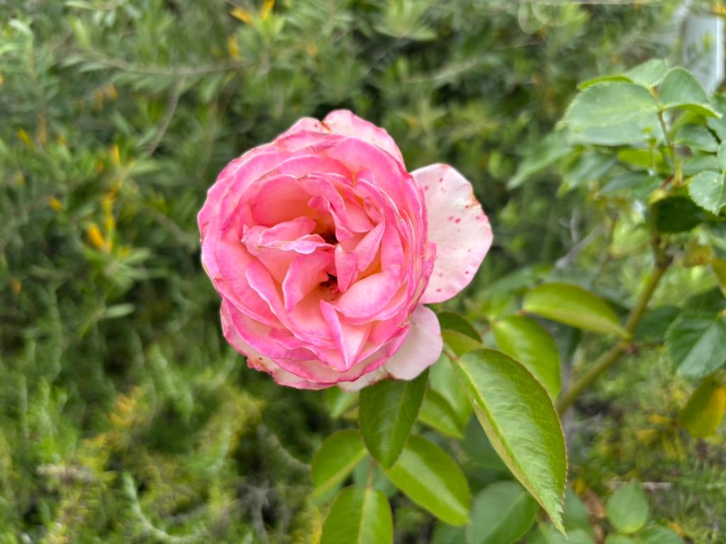 今日から１０月です