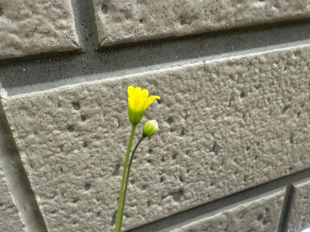 ルビーネックレス🌼