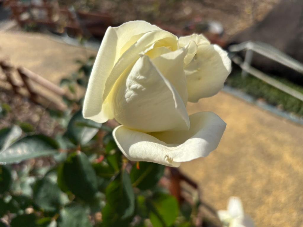 １２月も半月が経ちました