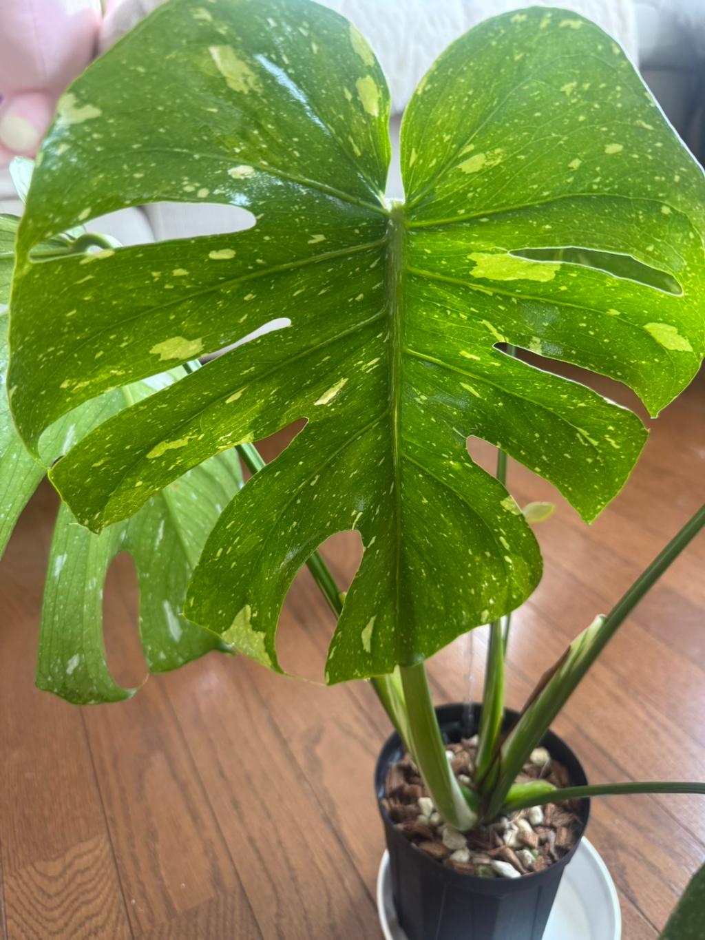 新入りモンステラ🌿