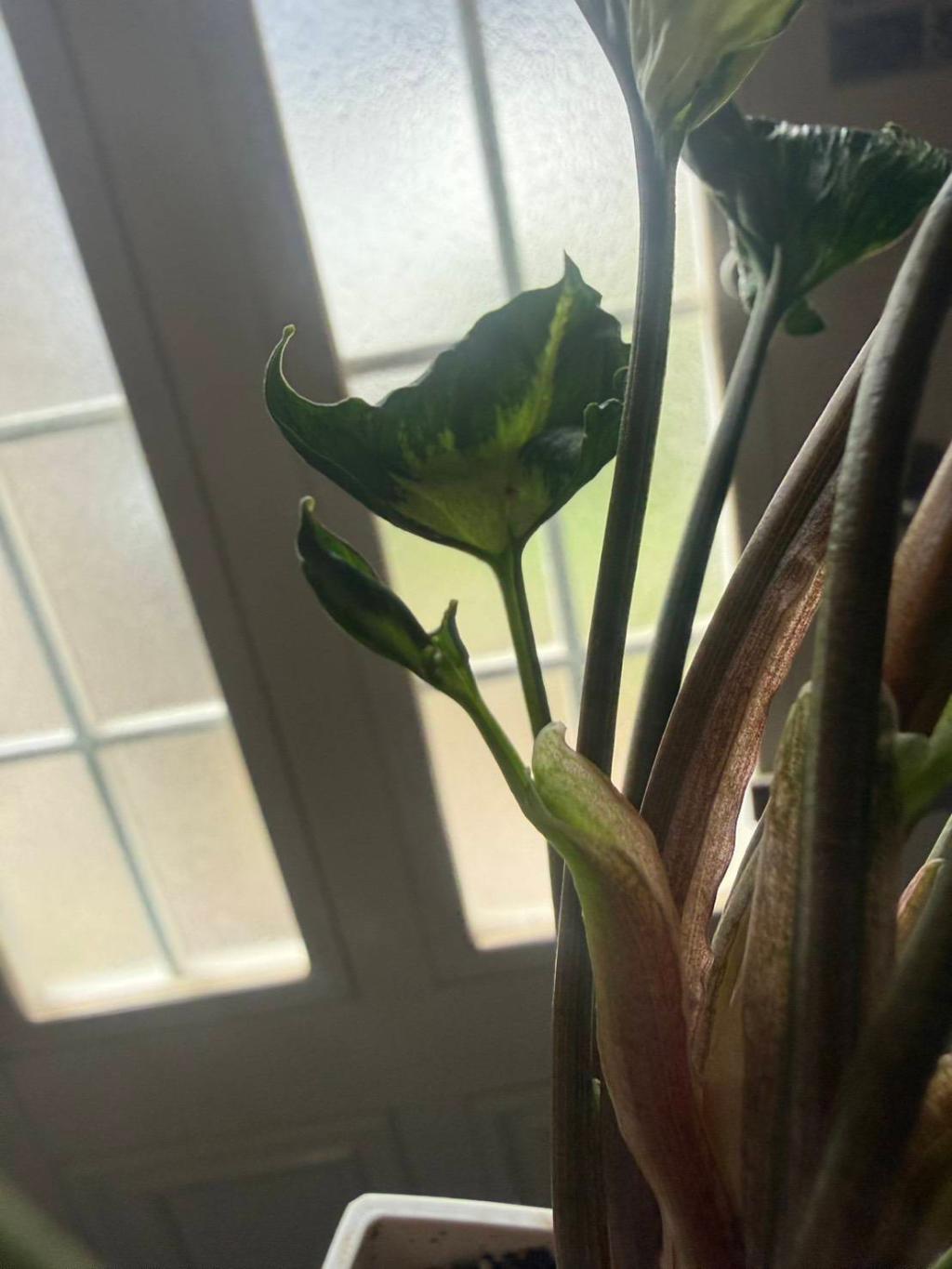 シンゴニューム🌿