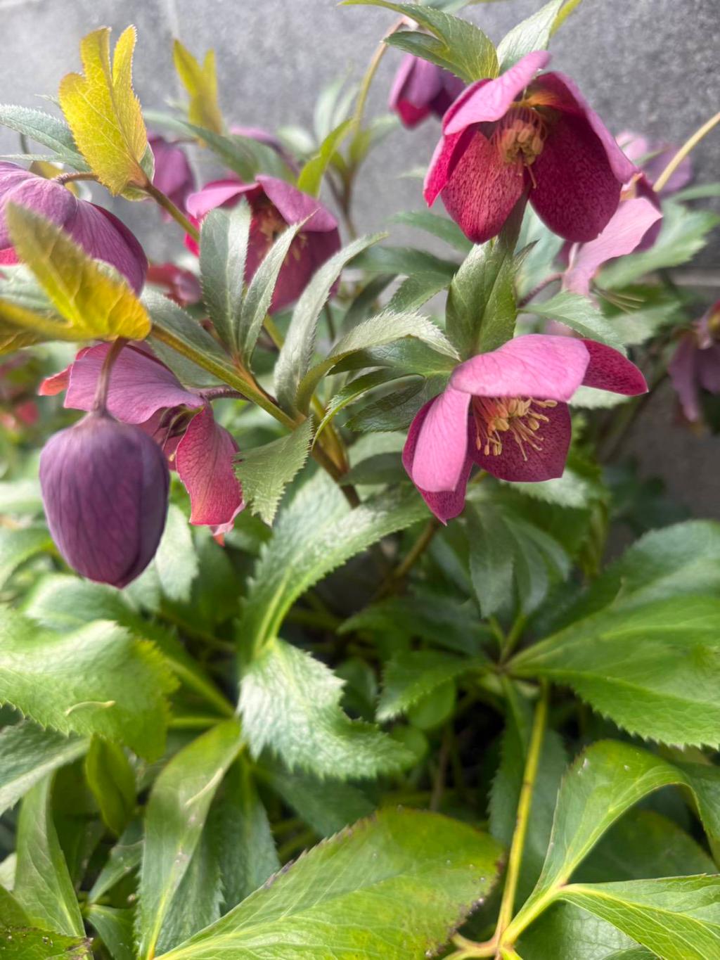 クリスマスローズ🌹