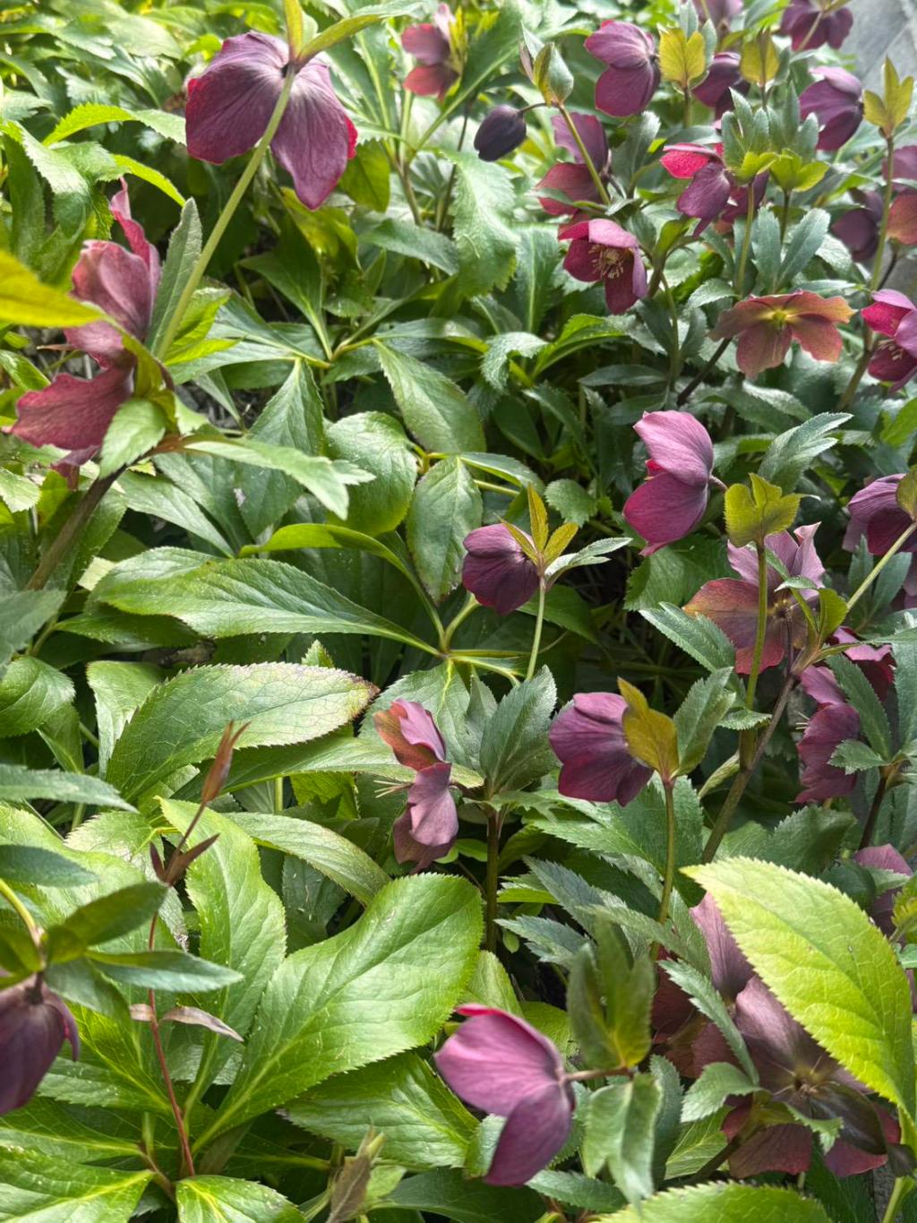 クリスマスローズ🌹