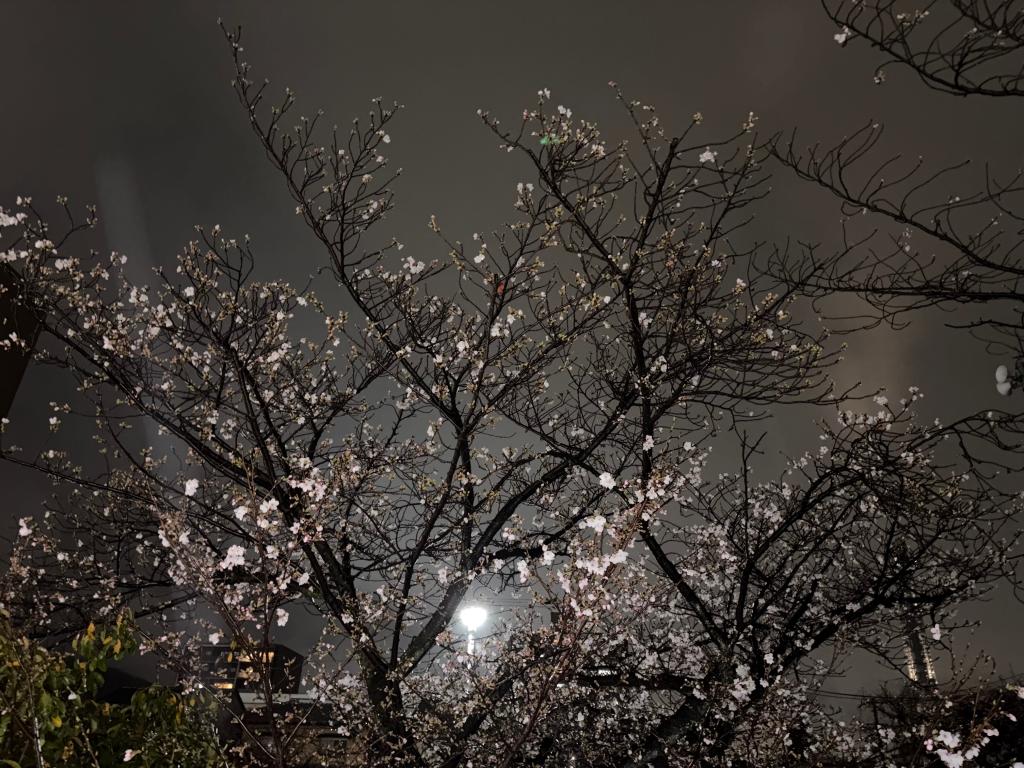 夜桜🍃