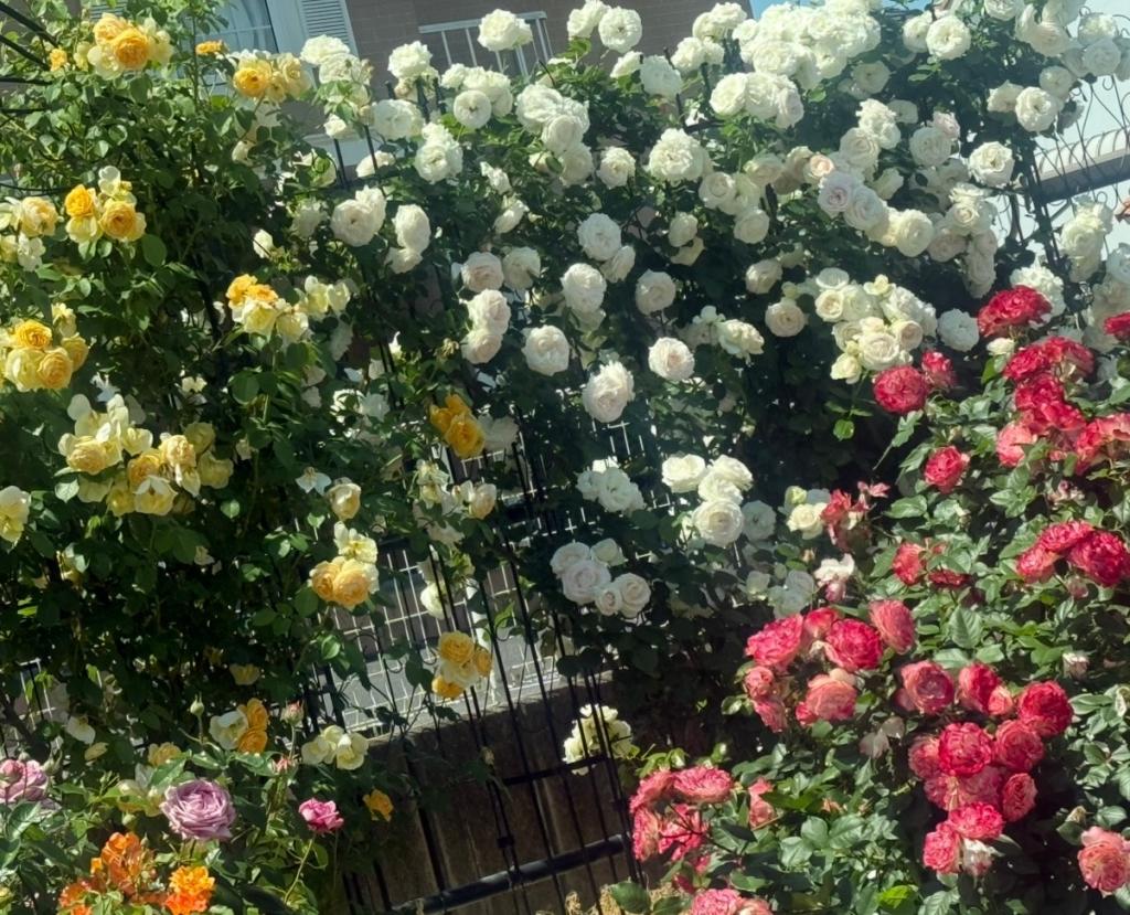 道沿いのバラ🌹