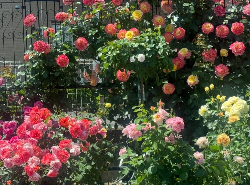 道沿いのバラ🌹