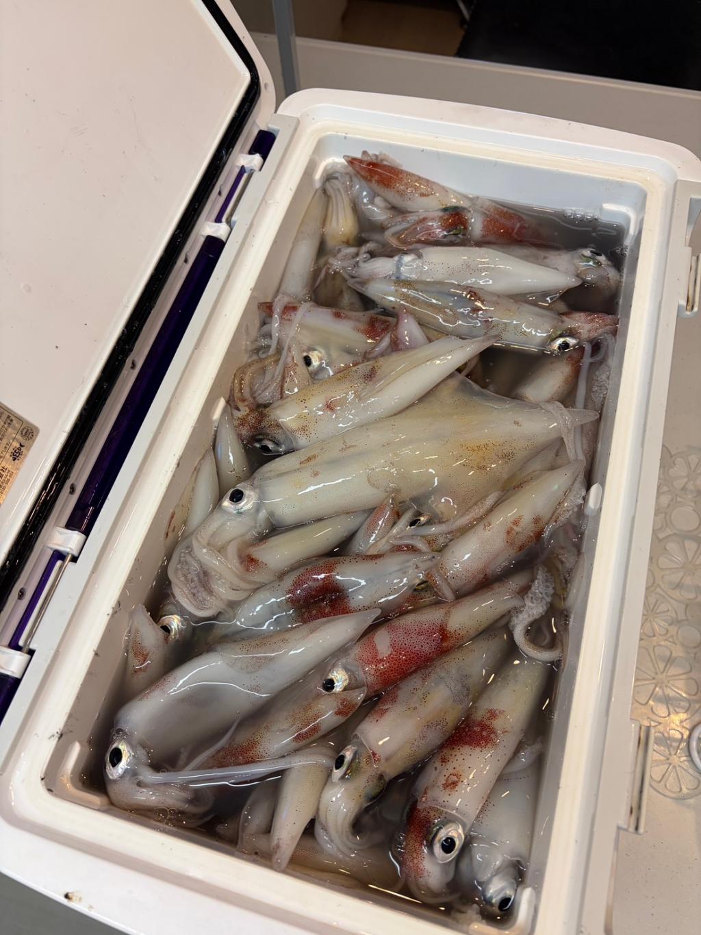 白イカ釣り