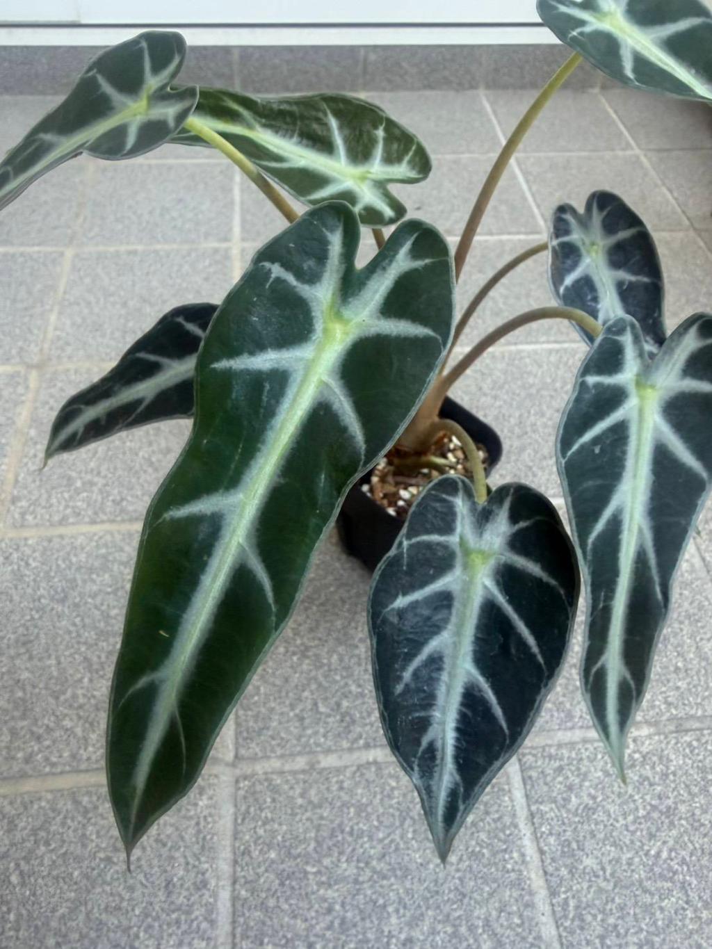 アロカシア🌿