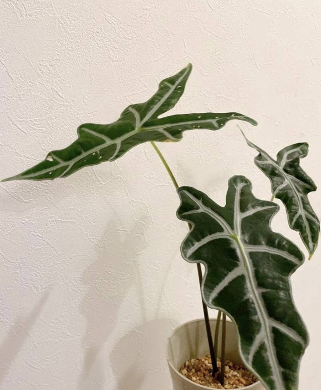 アロカシア🌿