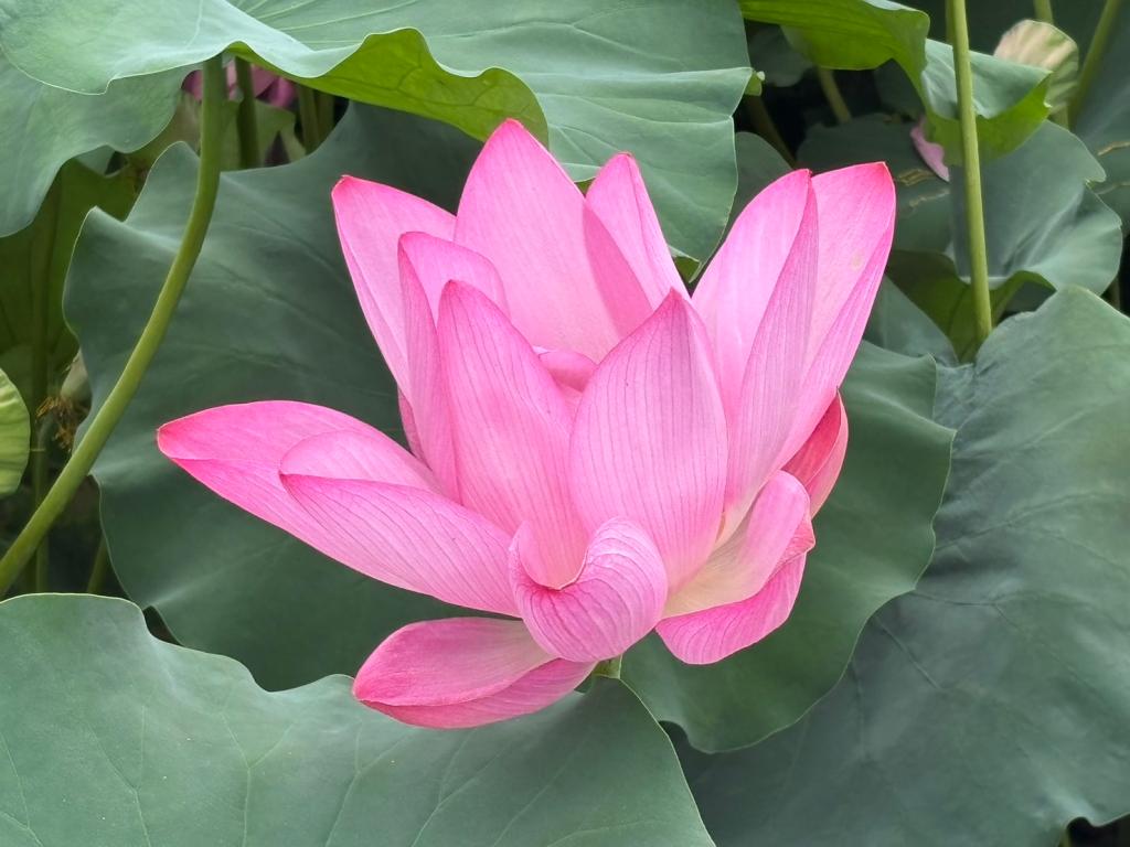 ８月も半月が経ちました