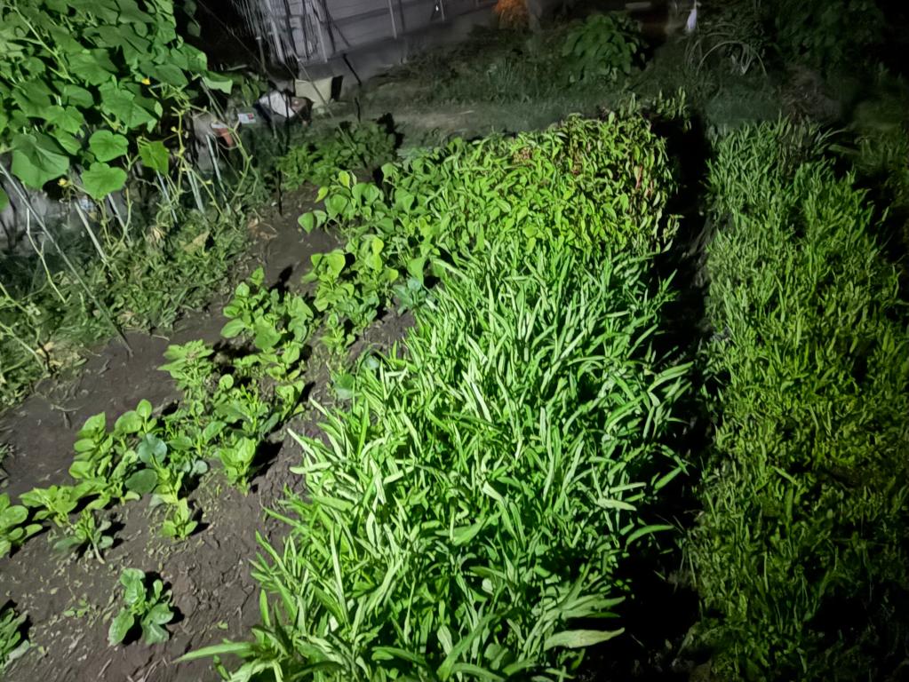 空芯菜🌿