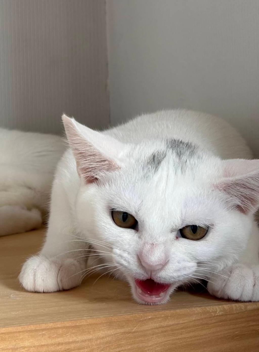 猫🐱
